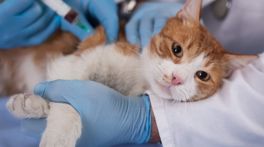 Najczęstsze choroby kotów, na co uważać, na jakie objawy reagować?