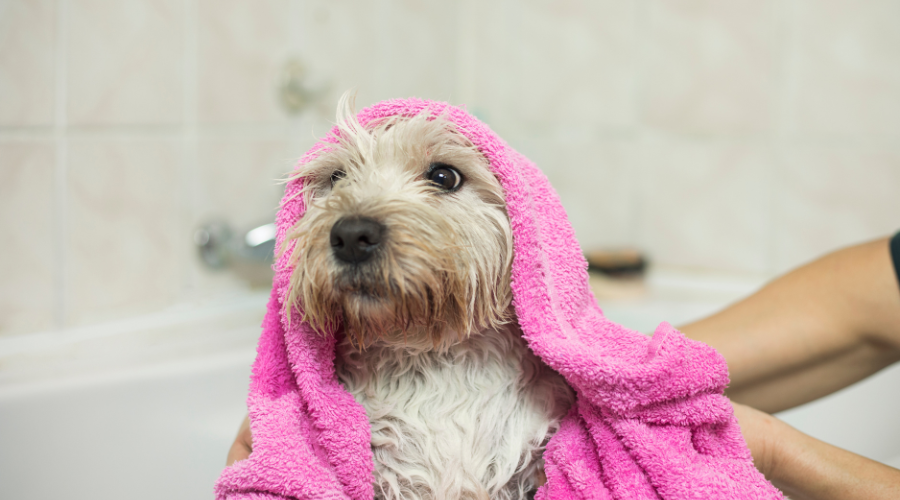 Jak zadbać o higienę psa