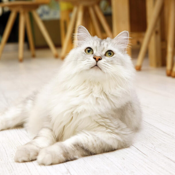 Koty perskie - jak dbać, żeby były zdrowe i szczęśliwe?