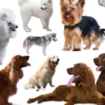 Popularne rasy psów, które z nich żyją najdłużej?
